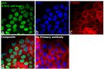 p53 Antibody in Immunocytochemistry (ICC/IF)