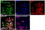 p53 Antibody in Immunocytochemistry (ICC/IF)