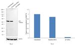 p53 Antibody in Western Blot (WB)