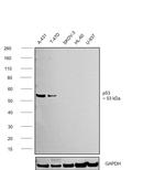 p53 Antibody in Western Blot (WB)