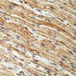 Prohibitin Antibody in Immunohistochemistry (Paraffin) (IHC (P))