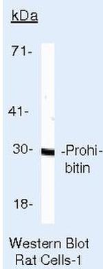 Prohibitin Antibody in Western Blot (WB)