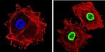 Ku70/Ku80 Antibody in Immunocytochemistry (ICC/IF)