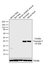 Cardiac Troponin T Antibody in Western Blot (WB)