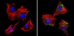 S100 Antibody in Immunocytochemistry (ICC/IF)