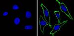 EGFR Antibody in Immunocytochemistry (ICC/IF)