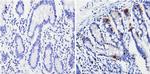 Chromogranin A Antibody in Immunohistochemistry (Paraffin) (IHC (P))