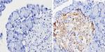 Chromogranin A Antibody in Immunohistochemistry (Paraffin) (IHC (P))