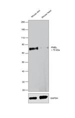 PMEL Antibody in Western Blot (WB)