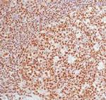 DNA-PK Antibody in Immunohistochemistry (Paraffin) (IHC (P))