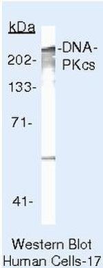 DNA-PK Antibody in Western Blot (WB)