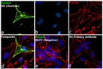 Desmin Antibody in Immunocytochemistry (ICC/IF)