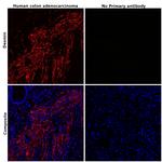 Desmin Antibody in Immunohistochemistry (Paraffin) (IHC (P))