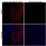 Desmin Antibody in Immunohistochemistry (Paraffin) (IHC (P))