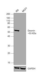 Desmin Antibody in Western Blot (WB)