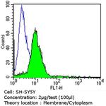 NGFR Antibody in Flow Cytometry (Flow)