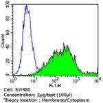 NGFR Antibody in Flow Cytometry (Flow)