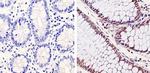 Cdk6 Antibody in Immunohistochemistry (Paraffin) (IHC (P))