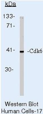 Cdk6 Antibody in Western Blot (WB)