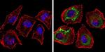 Thrombospondin 1 Antibody in Immunocytochemistry (ICC/IF)