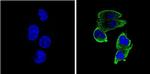 Thrombospondin 1 Antibody in Immunocytochemistry (ICC/IF)