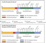 INSR alpha Antibody