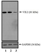 Ezrin Antibody