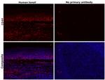 CD44 Antibody in Immunohistochemistry (Paraffin) (IHC (P))