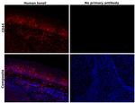 CD44 Antibody in Immunohistochemistry (Paraffin) (IHC (P))