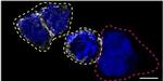 CD44 Antibody