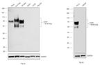 CD44 Antibody