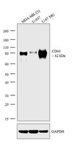 CD44 Antibody