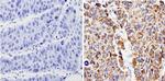 Bax Antibody in Immunohistochemistry (Paraffin) (IHC (P))