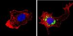 HGF Antibody in Immunocytochemistry (ICC/IF)