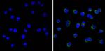 Cdk5 Antibody in Immunocytochemistry (ICC/IF)