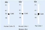 Cdk5 Antibody in Western Blot (WB)