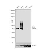 CD38 Antibody in Western Blot (WB)