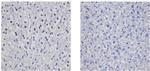 Cyclin D1 Antibody in Immunohistochemistry (Paraffin) (IHC (P))