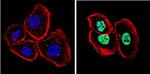 p53 Antibody in Immunocytochemistry (ICC/IF)