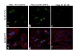 Ki-67 Antibody