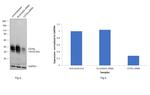 CD79a Antibody in Western Blot (WB)