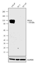 PSMA Antibody in Western Blot (WB)