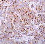 PSMA Antibody in Immunohistochemistry (Paraffin) (IHC (P))