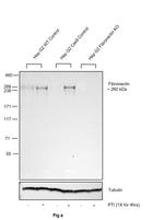 Fibronectin Antibody