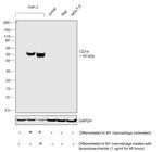 CD14 Antibody