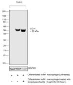 CD14 Antibody