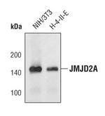 JMJD2A Antibody in Western Blot (WB)