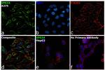 VPS34 Antibody in Immunocytochemistry (ICC/IF)