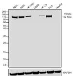 VPS34 Antibody in Western Blot (WB)