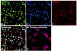 JMJD1B Antibody in Immunocytochemistry (ICC/IF)